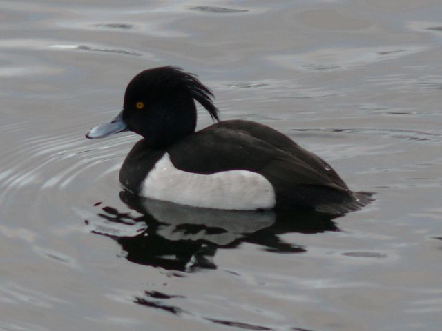 Image:Aythya fuligula male showing tuft.jpg