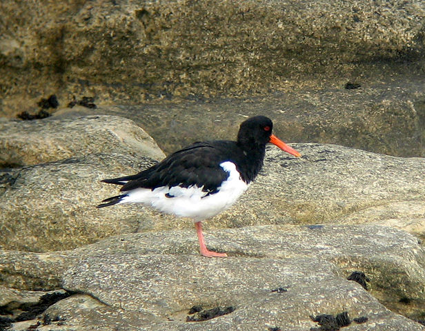 Image:Haematopus ostralegus0.jpg