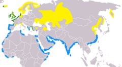 Eurasian Oystercatcher range. Yellow = summer only, blue = winter only, green = all-year resident.