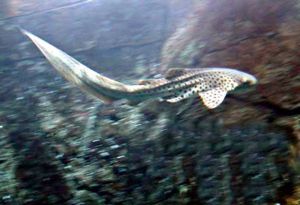 Zebra shark in a aquarium.