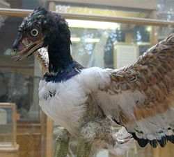 A model of Archaeopteryx lithographica on display at the Oxford University Museum.