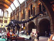 Mounted replica Diplodocus carnegiei skeleton, Natural History Museum, London.