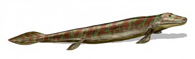 Image:Tiktaalik BW.jpg