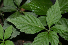 Baby jiaogulan plants