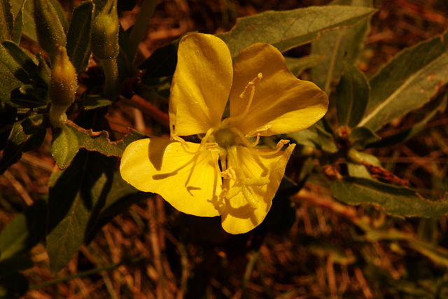 Image:Wild Mustard.jpg