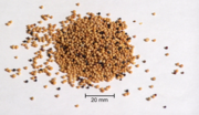 Mustard seeds