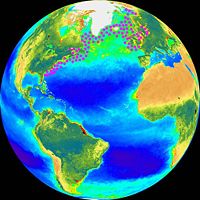 Clupea harengus distribution on a NASA SeaWIFS image - the main concentrations are in the North Atlantic at the North Sea