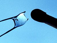 Freshly hatched larvae in a drop of water besides a match to demonstrate how tiny the larvae are. The black eyes and the yolk are visible.