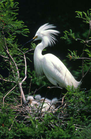 Image:Egretta thula1.jpg