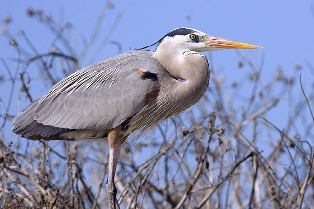 Image:Great blue heron02 - natures pics.jpg