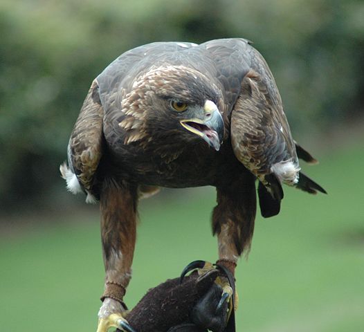 Image:GoldenEagle-Nova.jpg