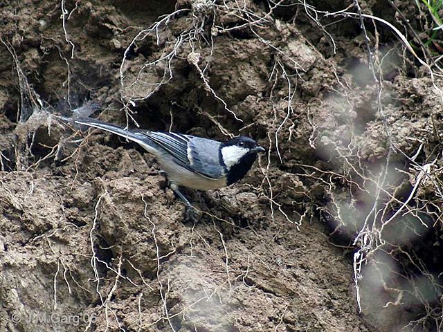 Image:Great Tit I IMG 3106.jpg