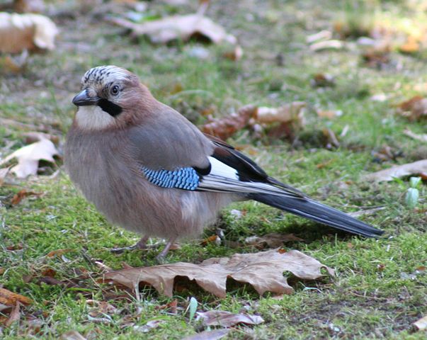 Image:Garrulus glandarius -Eurasian Jay on lawn.jpg