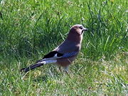 Eurasian Jay