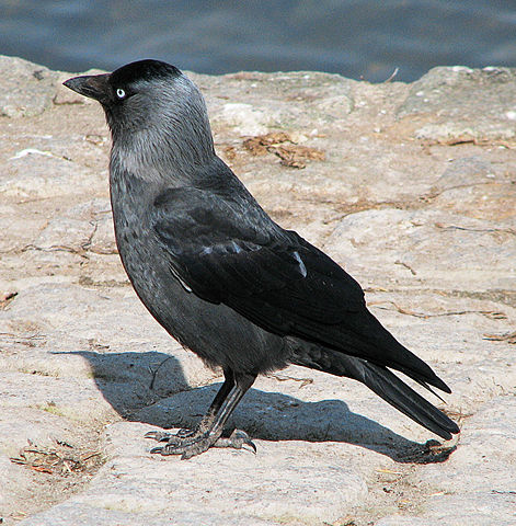 Image:Dohle (Corvus monedula) d1.jpg