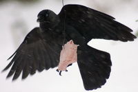 Jackdaw snacking in Polish Winter