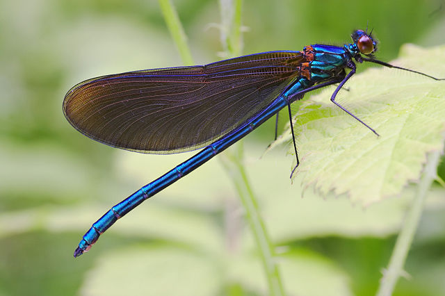 Image:Calopteryx virgo male.jpg