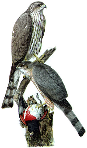 Image:Accipiter striatusDO1908P02CA.JPG