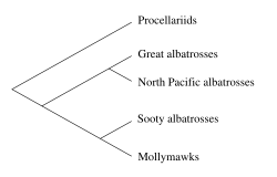 Phylogenetic relationships of the 4 albatross genera. Based on Nunn et al 1996.