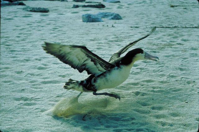 Image:Phoebastria albatrus1.jpg