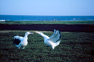 Wandering Albatrosses are colonial but have large widely spaced territories. Here a pair performs their famous breeding dance.