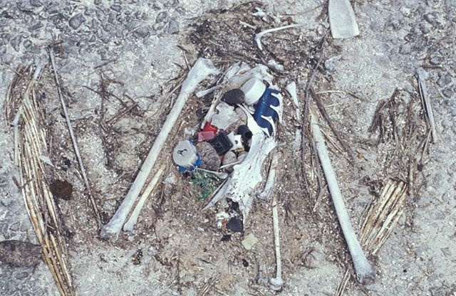 Image:Laysan albatross chick remains.jpg