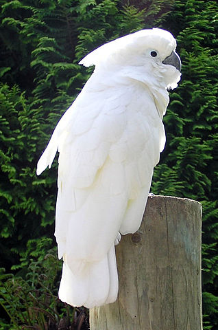 Image:Cockatoo.1.arp.500pix.jpg