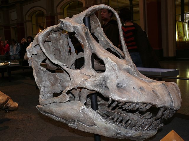 Image:BrachiosaurusP1060062.jpg