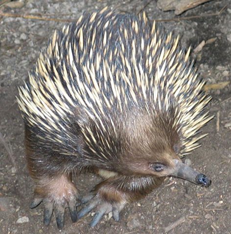 Image:Echidna ST 03.jpg