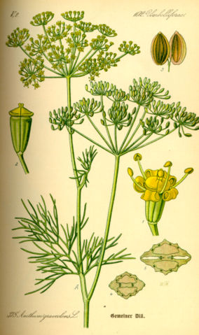 Image:Illustration Anethum graveolens0.jpg