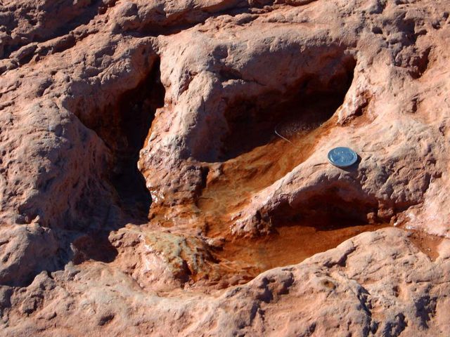 Image:Dinosaur track.jpg