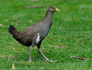 The flightless Tasmanian Native-hen, Gallinula mortierii