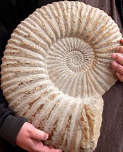 Large ammonite fossil