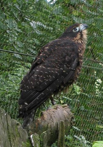 Image:NZ Falcon 2006-01-14.jpg
