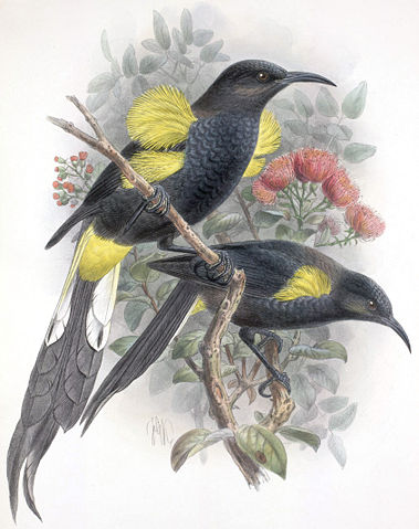 Image:Moho nobilis-Keulemans.jpg