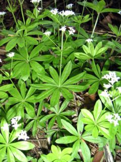 Woodruff plant in flower