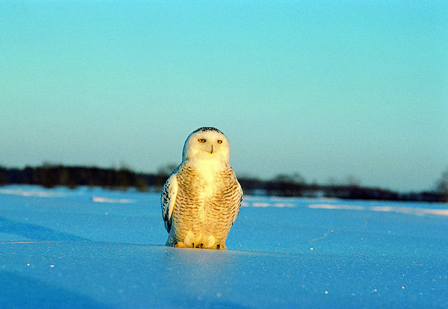 Image:Harfang sur neige.jpg