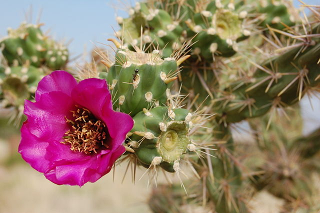 Image:Cane cholla, with flower, Albuquerque.JPG