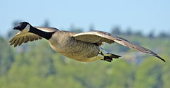 Canada Goose, Branta canadensis