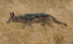 A black-backed jackal