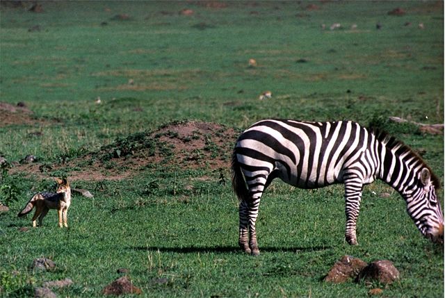 Image:Zebra and Jackal .jpg