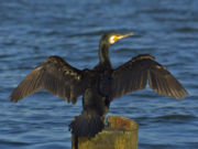 Drying wings