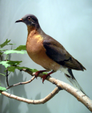 Stuffed passenger pigeon, Bird Gallery, Royal Ontario Museum, Toronto.