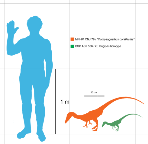 Image:Compysizes1.png