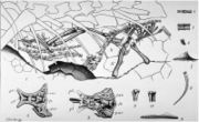 This 1903 illustration by Nopcsa shows the gastric content of the German Compsognathus specimen.