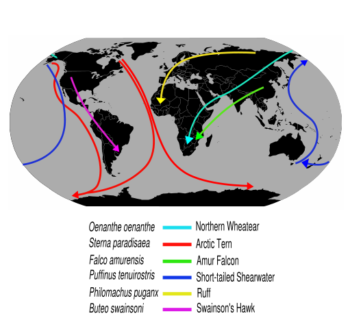 Image:Migrationroutes.svg