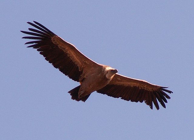 Image:Vulture 19o05.jpg