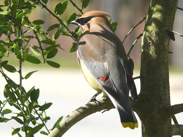 Image:Cedar Waxwing-27527-1.jpg