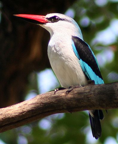 Image:WoodlandKingfisher.jpg