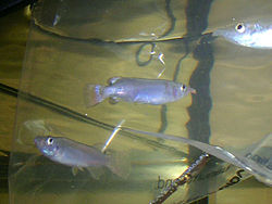 Nomorhamphus liemi liemi halfbeaks ready for introduction to a new aquarium.